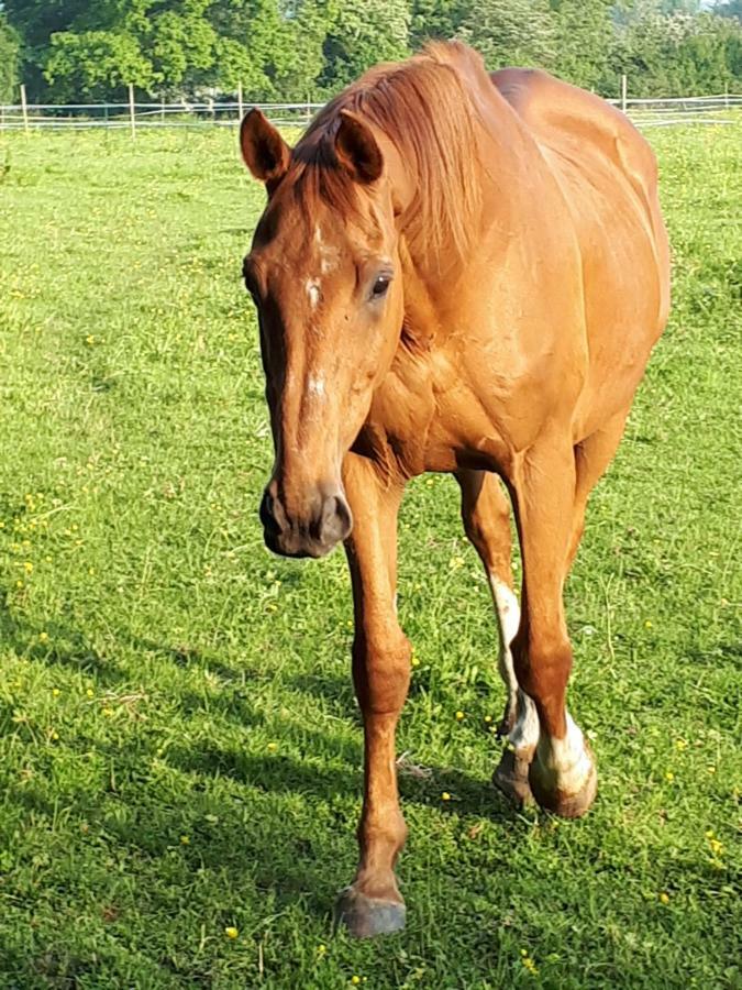 Gite Du Haras De Vales Moult Екстер'єр фото