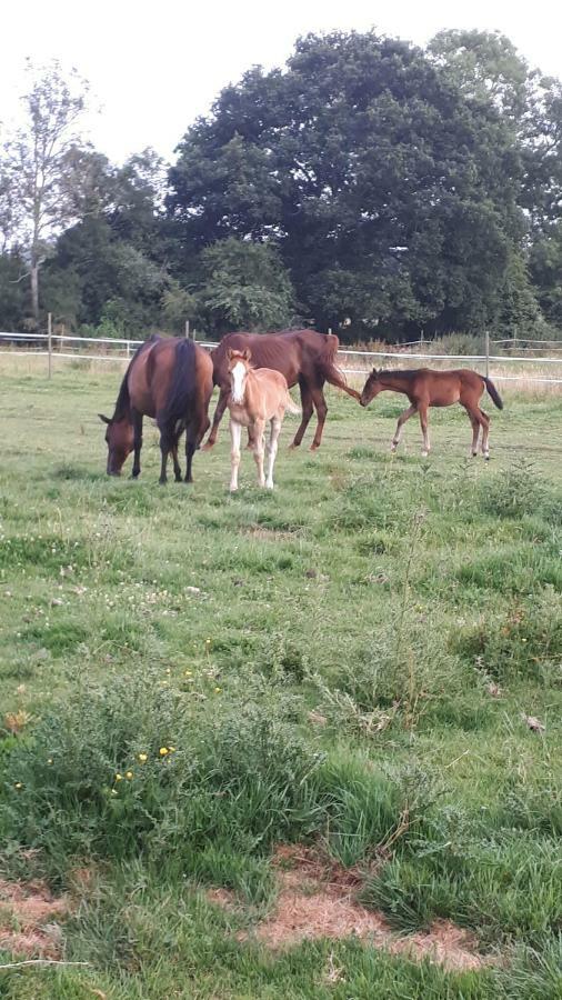 Gite Du Haras De Vales Moult Екстер'єр фото