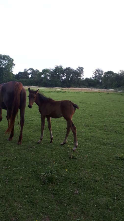 Gite Du Haras De Vales Moult Екстер'єр фото