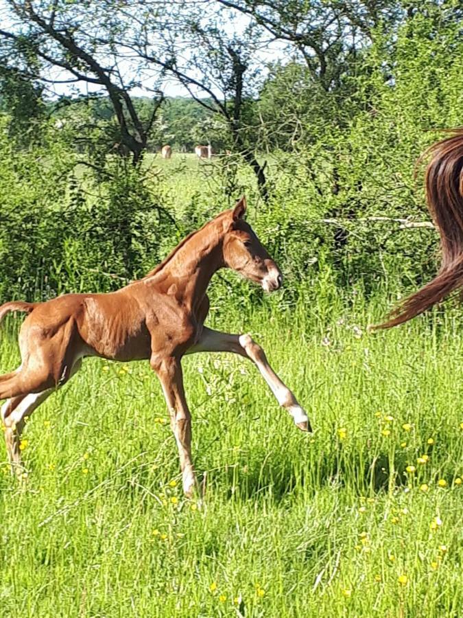 Gite Du Haras De Vales Moult Екстер'єр фото